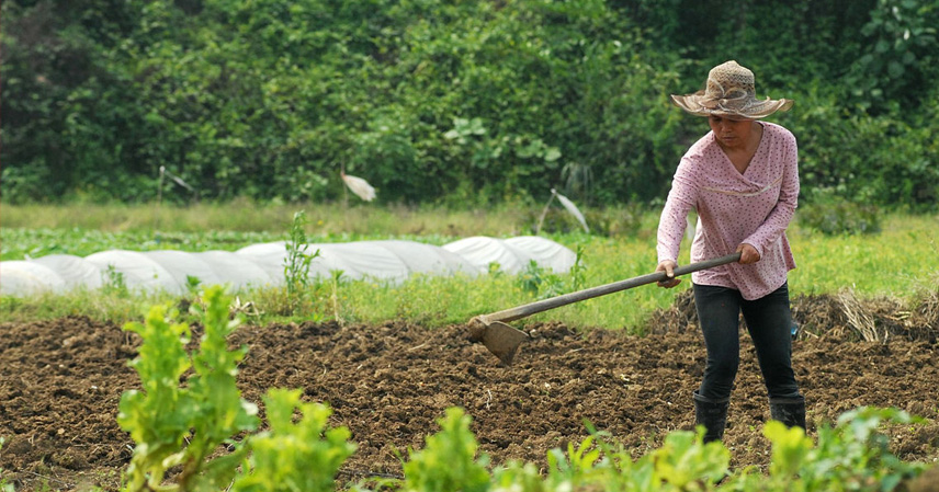 Why Don't Americans and Europeans Grow Their Own Vegetables? Exploring Lawn Culture and Dietary Habits