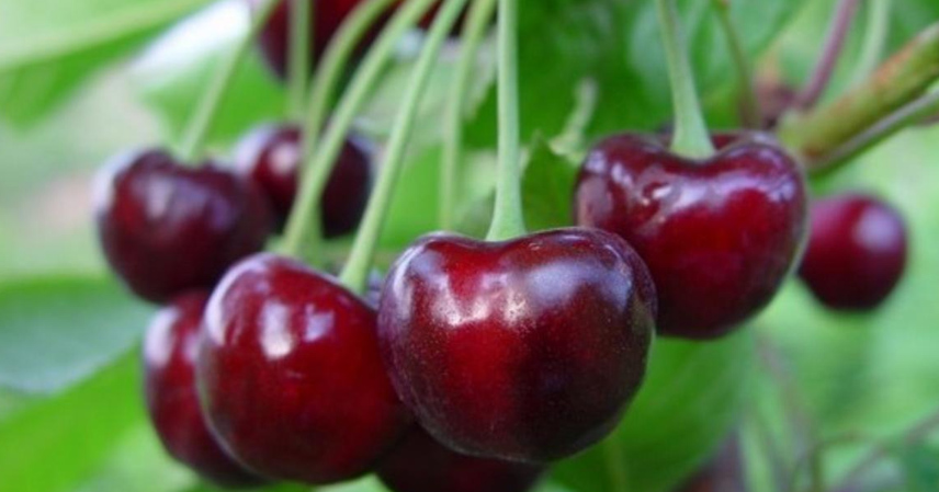 Chinese cherry