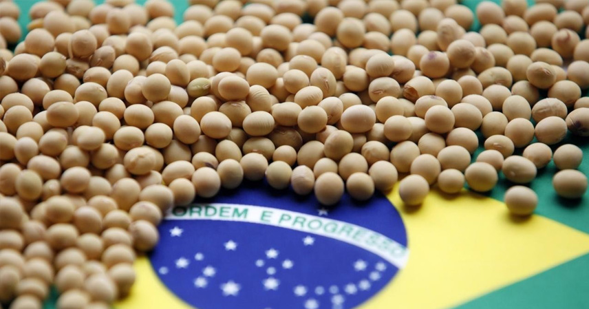Brazil’s Soybean Price Surge: Market Strategy or Opportunism Amid Global Tensions?